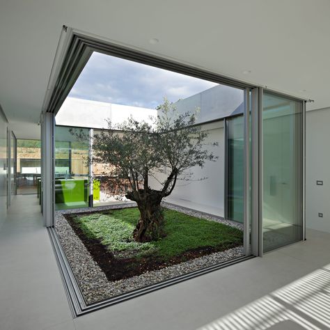 Glass atriums can make a bold statement in a residential home, the epitome of luxury and a focal point in the structure.   There are various ways of implementing an atrium design into your project and different methods of glazing we would employ to create bespoke results every time.   Head to the IQ website for everything you need to know about specifying a glass atrium. Shed Inspiration, Olive House, Houses Design, Glass Extension, Courtyard Design, Internal Courtyard, Casa Patio, Glass Walls, Indoor Gardens