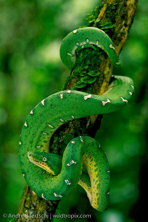 Emerald Tree Boa (Corallus caninus), coiled on a liana, lowland tropical rainforest along the Tuichi River, Madidi National Park, Bolivia. Rainforest Snakes, Snake On Tree, Tropical Rainforest Animals, Emerald Tree Boa, Rainforest Trees, Types Of Snake, Rainforest Animals, Tropical Animals, Reptile Snakes