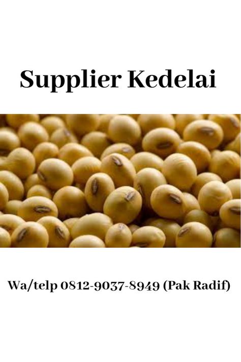 "Terlaris!!!,Telp/WA 0812-9037-8949(Tsel), Distributor Kedelai  Paling dibutuhkan!!!, Petani Kedelai Mentah, Distributor Kedelai Murah  Sedia Berbagai Jenis Kacang Kedelai 1. kedelai jepang 2. kedelai tempe  Hubungi  Pak. Radif Muhammad Umar Telp/WA 0812-9037-8949  Kedelai usa, kedelai varietas wilis, kedelai untuk ibu menyusui, kedelai besar, kedelai untuk pakan ayam, kedelai sangrai, kedelai merah, kedelai rebus untuk ibu hamil, kedelai dan manfaatnya, kedelai edamame  Kedelai jember, kedelai Edamame, Indonesia, ? Logo