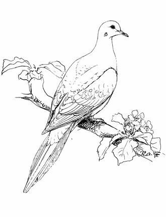 Birds To Draw, Dove Drawing, Birds Drawing, King Fisher, Dove Tattoos, Dove Tattoo, Bird Sketch, Animal Illustration Art, Black And White Art Drawing