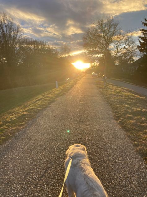 Dog Walk Asthetic, Early Morning Dog Walk, Morning Dog Walk Aesthetic, Walk Dog Aesthetic, Dog Walks Aesthetic, Walking Asethic, Daily Walks Aesthetic, White Dog Aesthetic, Dog Walk Aesthetic