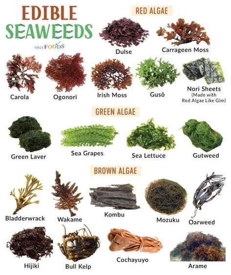 Types of Sea Vegetables (Edible Seaweeds) - List With Pictures Edible Seeds List, Tower Farming, Mermaid Diet, Miso Recipe, Edible Seaweed, Types Of Sushi, Spice Garden, Sea Vegetables, Food Infographic