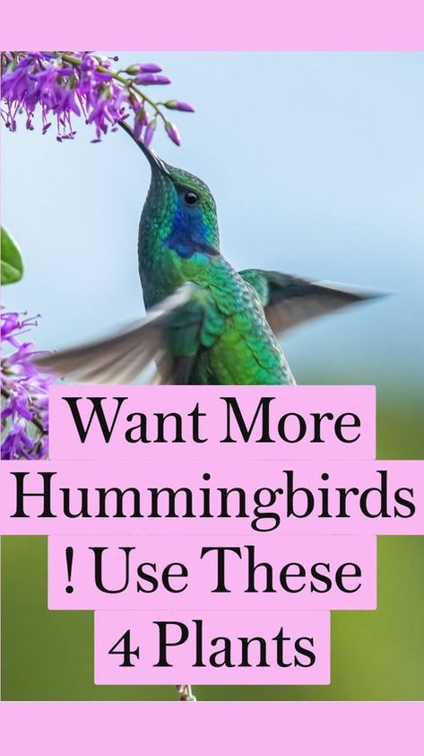 Hummingbird Habitat, Common Flowers, Attracting Hummingbirds, Backyard Birds Sanctuary, Hummingbird Food, Plants That Attract Butterflies, Hummingbird Nectar, Hummingbird Plants, Attract Hummingbirds