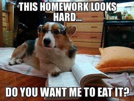 Submitted by: Unknown                        Tagged:   cute ,  dogs ,  glasses ,  funny ,  homework   Share on Facebook Dog Humor, Funny Animals With Captions, Cartoon Coloring, Animals Cartoon, Funny Animal Quotes, Funny Dog Memes, Funny Animal Jokes, Funny Captions, Hilarious Memes