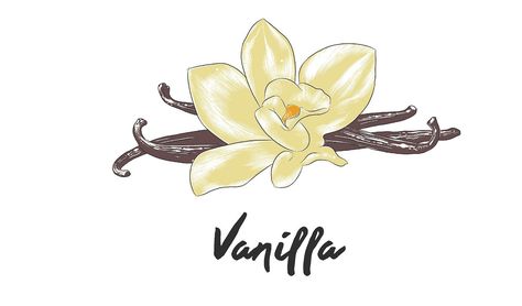 Vanilla Drawing, Nova Logo, Food Background Wallpapers, Ice Cream Logo, Food Backgrounds, Cute Anime Chibi, Color Palette Design, Food Drawing, Anime Stickers