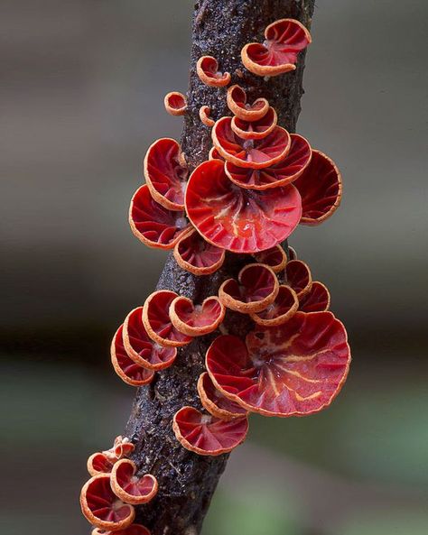 Fungi Fashion, Macro Photography Nature, Red Mushrooms, Growth And Decay, Art Alevel, Tree Textures, Slime Mould, Fruit Photography, Mushroom Fungi