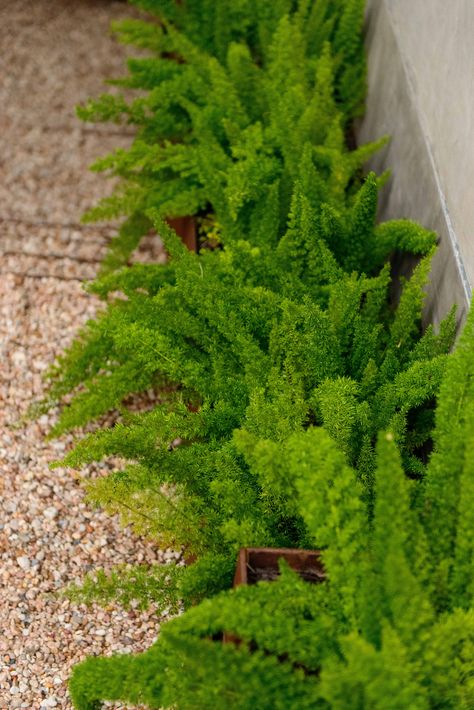 Merging interior/exterior: Custom steel planters filled with textural foxtail ferns (Asparagus densiflorus 'Myers') create an inviting walkway. Daily Dose of Landscape/Garden Inspiration from Eden Garden Design Projects. ⁠ ⁠ @greg_thomas_photo⁠ ⁠ ⁠ Asparagus Densiflorus, Foxtail Fern, Backyard Gardens, Eden Garden, Ferns Garden, Asparagus Fern, Steel Planters, Flower Pots Outdoor, Outdoor Landscape