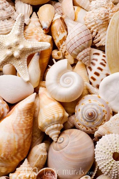 Seashells Mural // #magicmurals #summervibes #seashells #beachlife #adjustablewallpaper #wallmurals #neutrals Sea Shell Astethic, Shells Asethic, Sea Shells Photography, Seashells Aesthetic, Shell Aesthetic, Pretty Seashells, Seashells Photography, Beach Shells, Ocean Treasures