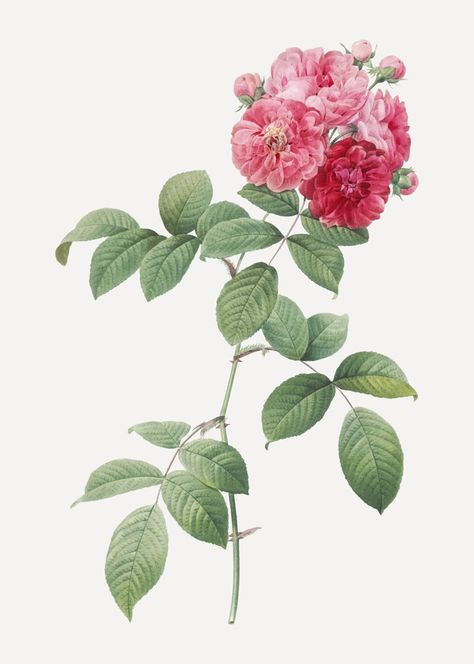 Rose Wall Art, China Rose, Apple Roses, Vintage Flower Prints, Damask Rose, Rose Wall, Bird Artwork, Bird Art Print, Floral Artwork