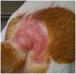 Vitamin E for Dogs, Itchy Skin, Arthritis, Dosage, Deficiency, Side Effects, Sources, Is It Safe Hotspots On Dogs, Hot Spots On Dogs, Red Skin Spots, Dog Skin Allergies, Dog Hot Spots, Flea Repellent, Itchy Dog, Coconut Oil For Dogs, Dog Smells