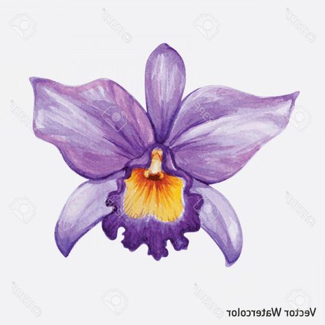 orquideas dibujo - Google Search Orchid Illustration, Flower Vector Illustration, Orchid Drawing, Flor Tattoo, Tropical Orchid, Watercolor Tropical, Flower Vector, Nature Drawing, Hand Drawn Flowers