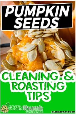 How To Clean And Roast Pumpkin Seeds, How To Clean Pumpkin Seeds For Roasting, Harvesting Pumpkin Seeds, How Do You Roast Pumpkin Seeds, How To Separate Pumpkin Seeds From Pulp, How To Clean Pumpkin Seeds, Dehydrated Pumpkin Seeds, Saving Pumpkin Seeds, Cleaning Pumpkin Seeds