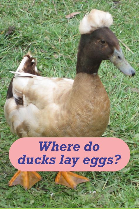 Where do ducks lay their eggs? Check out this article where I answer this question When Do Ducks Start Laying Eggs, Duck Raising, Backyard Chickens Diy, Geese Breeds, Duck Stuff, Fowl Language, Duck Breeds, Raising Ducks, Runner Ducks