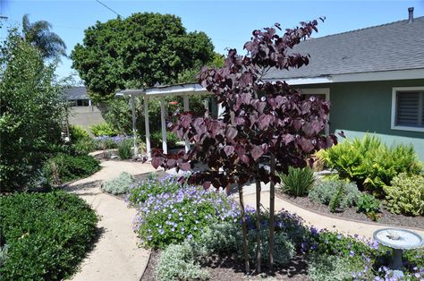 Forest Pansy Redbud Detail Forest Pansy Redbud, Forest Pansy, Redbud Trees, Main Entrance, Pansies, Swimming Pools, Two By Two, Trees, Forest