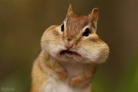 Smile For The Camera by flipkeat, via Flickr Funny Animal Faces, Make Funny Faces, Silly Animals, Baby Puppies, Cute Animal Videos, Animal Faces, Hamsters, Animals Images, Funny Animal Pictures