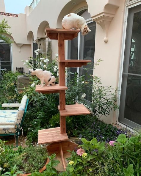 SUMMER CAT SHOWCASE: Indoor-Outdoor Cedar Cat Trees, Gyms, Houses, Wall Climbers - CatsPlay Superstore Outdoor Cat Climber, Outdoor Cat Stairs, Diy Outdoor Cat Tree, Outdoor Cat Tower, Cat Platform, Outdoor Cat Tree, Cats Climbing, Cat Walkway, Unique Cat Trees