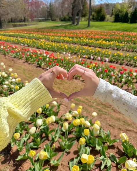 happy spring!🌷🌞🌸💕💐 #flowerfarm #tulipfarm #tulipseason #flowerfield Trending Summer Nails, Spring Scenery, Friendship Photography, Tulip Season, Spring Photoshoot, My Camera Roll, Wedding Mehndi, Master Decor, Cover Photo Quotes