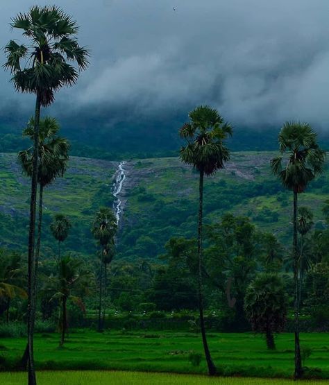 Kerala Aesthetic, Grow As A Person, Floral Wallpaper Iphone, Dark Green Aesthetic, Jesus And Mary Pictures, Country Roads Take Me Home, Ganesha Pictures, Amazing Nature Photography, Kerala India