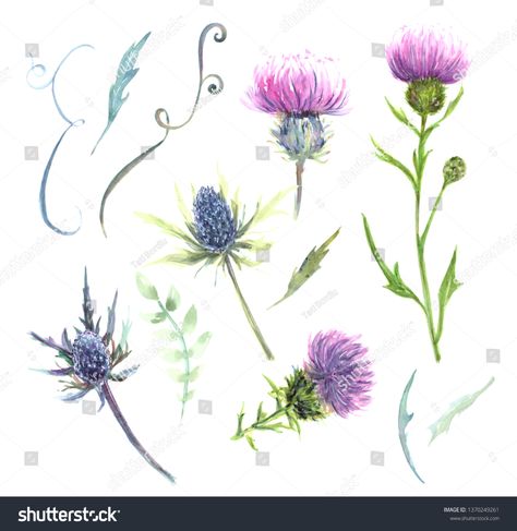 Watercolor Thistle, Scottish Thistle Tattoo, Scottish Tattoo, Scottish Tattoos, Thistle Plant, Thistle Tattoo, Thistles Art, Plant Png, Diy Wedding Invitations