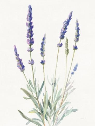 size: 12x9in Art Print: Floursack Lavender I on Linen by Danhui Nai : Artists Linen Art, Lavender Paint, Lavender Crafts, Watercolor Plants, Flower Doodles, Stock Paper, Fine Arts Posters, Flower Images, Watercolor Cards