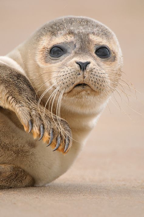 Regard Animal, Seal Pup, Animals Photography, Baby Seal, Water Animals, Sea Lion, Amazing Animals, Sweet Animals, Animal Planet