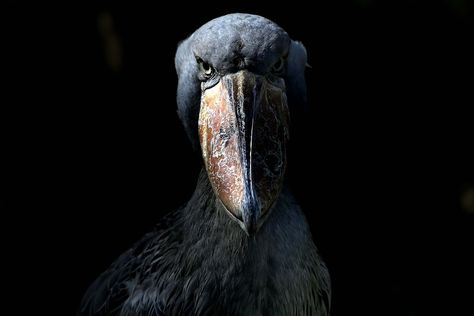 A shoebill, one bad ass looking bird (Ueno Zoo, Tokyo) - Imgur Shoebill Bird, Balaeniceps Rex, Ueno Zoo, Shoebill Stork, Slow Loris, Fox Dog, Raccoon Dog, Bird Wallpaper, Weird Animals