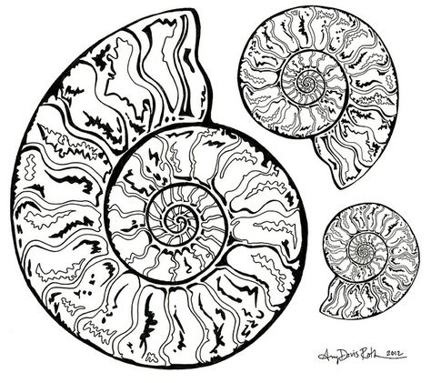 Three ammonites in black and white. A drawing I did. Shell Drawing, Simpul Makrame, Adobe Illustrator Draw, Lyric Art, Land Art, Silk Painting, Patterns In Nature, Art Plastique, Ink Art