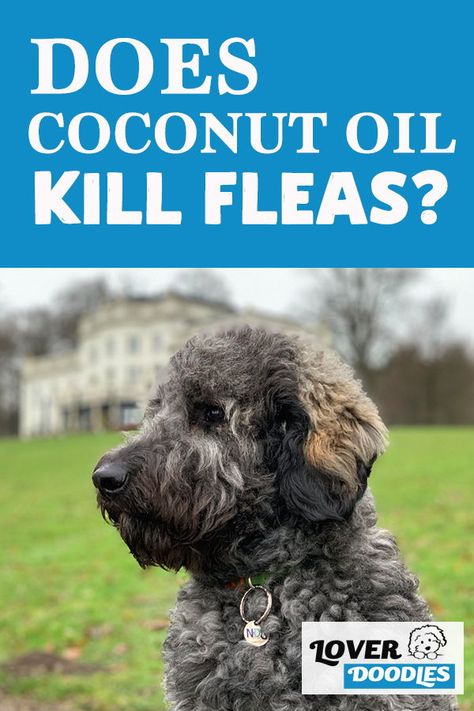 Kill Fleas On Dogs, Homemade Flea Spray, Flea Spray For Dogs, Dog Flea Remedies, Coconut Oil For Fleas, Killing Fleas, Flea Remedies, Flea Repellent, Ticks On Dogs