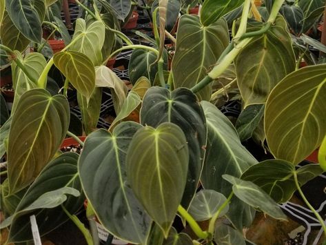 Philodendron Melanochrysum: Growing and Caring Guide | Florgeous Aroid Plant, Philodendron Melanochrysum, Indoor Tropical Plants, Air Layering, Orchid Bark, Dappled Light, Grow Tent, Liquid Fertilizer, Open Window