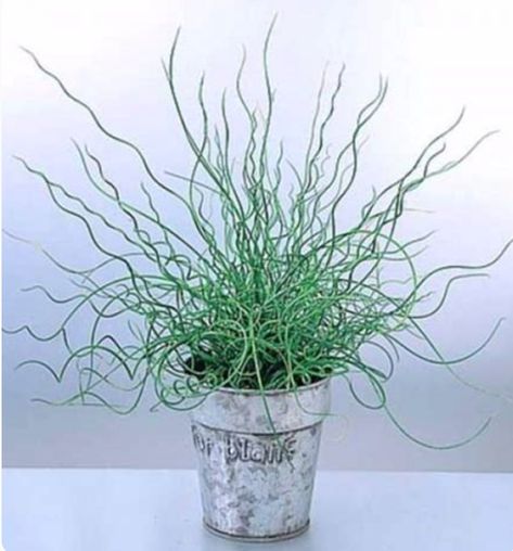 Juncus Effusus spiralis | Corkscrew Rush Juncus Spiralis, Juncus Effusus, Rush Plant, Ideas For Planters, Let It Grow, Plant Wishlist, Water Gardens, Hardy Perennials, Plants Garden