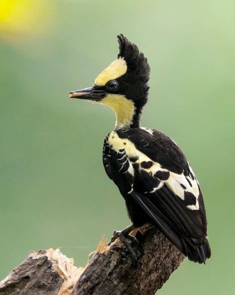 Spotted Woodpecker, Bbc Earth, Instagram Heart, Western Ghats, White Wings, Birds Eye View, Bird Photography, Bird Species, Heart On