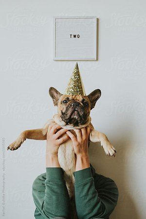 Dog Birthday Photoshoot, Small Cute Puppies, Birthday Pug, Dog Coughing, Dog First Birthday, Dogs Birthday, Cute Puppy Breeds, Fancy Dog, Dog Photoshoot