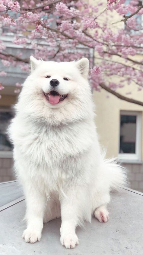 Stories • Instagram Cute Dog Wallpaper, Dogs Breeds, Samoyed Dogs, Fluffy Dogs, Chang Wook, Dog Wallpaper, Small Puppies, Sweet Dogs, Cute Creatures