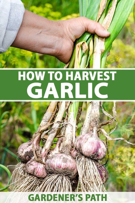 Knowing when to lift garlic for large, flavorful bulbs that also store well is a skill well worth learning. Pulled too soon, they’ll be skinny and small, too late and they may fall apart. But there is a sweet spot – learn about how and when to harvest garlic bulbs now on Gardener's Path. #garlic #harvest #gardenerspath When To Pick Garlic, When To Harvest Garlic, Harvest Garlic, Hardneck Garlic, Survival Preparedness, Harvesting Garlic, Garlic Bulbs, Types Of Mulch, Growing Onions