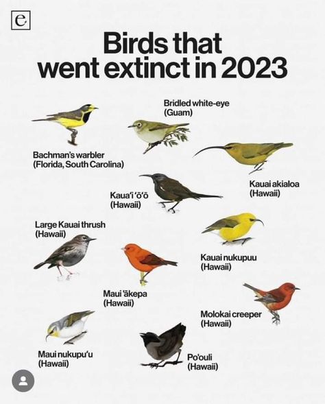 Ornithologists consider Hawaii to be the bird extinction capital of the world. Like many island species, Hawaiian wildlife evolved without the presence of mammals. But that changed when European explorers arrived and introduced rats (as ship stowaways), cats, pigs and dogs. The result was catastrophic for these island birds around the world. In 1883, in a failed effort to control the rat population in Hawaii and save what birds were left, Mongoose were imported and released. Mongoose are diurnal Extinct Birds, What Is A Bird, Common Birds, Extinct Animals, Rare Birds, White Eyes, Yellow Bird, Maui Hawaii, The Birds