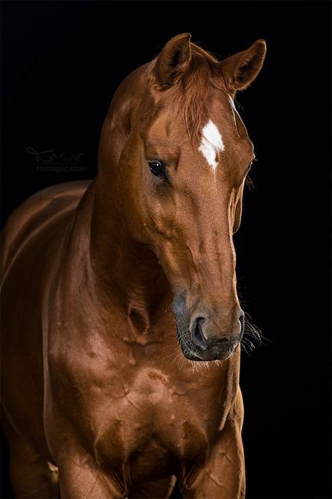 Chestnut Chestnut Horse Photography, Chestnut Horse Aesthetic, Horse Art Ideas, Face Markings, Chestnut Horses, Portrait Photography Lighting, Horse Background, Pelo Cafe, Horse Heads