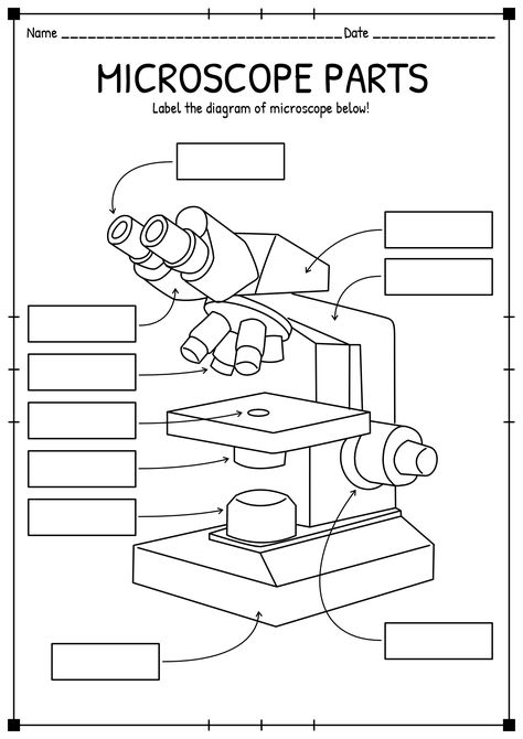 Parts Of A Microscope Worksheet, Compound Microscope Drawing, Microscope Drawing With Label, Microscope Diagram, Microscope Worksheet, Parts Of A Microscope, Light Microscope, Letter D Worksheet, Optical Microscope