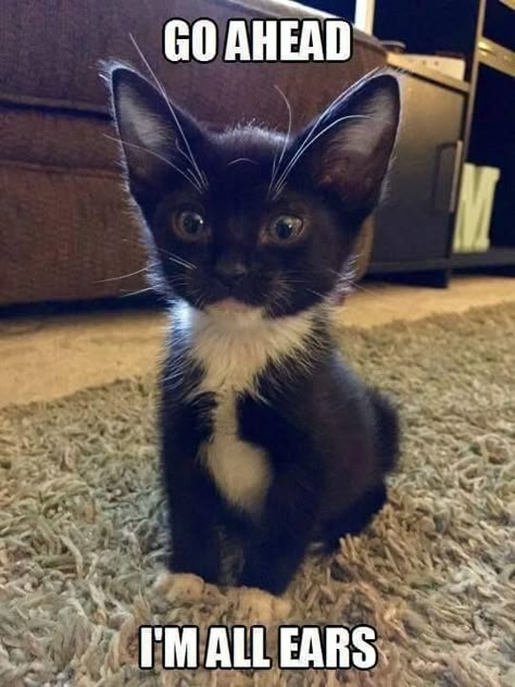 Tuxedo Kitten, White Kitten, Tuxedo Cats, Image Chat, Adorable Kittens, Cute Kitties, Black Kitten, Funny Cat Memes, Here Kitty Kitty