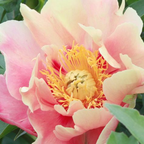 Itoh Peony, Itoh Peonies, Julia Rose, Yellow Peonies, Paeonia Lactiflora, Planting Peonies, Coral Peonies, Planting Shrubs, Peonies Garden