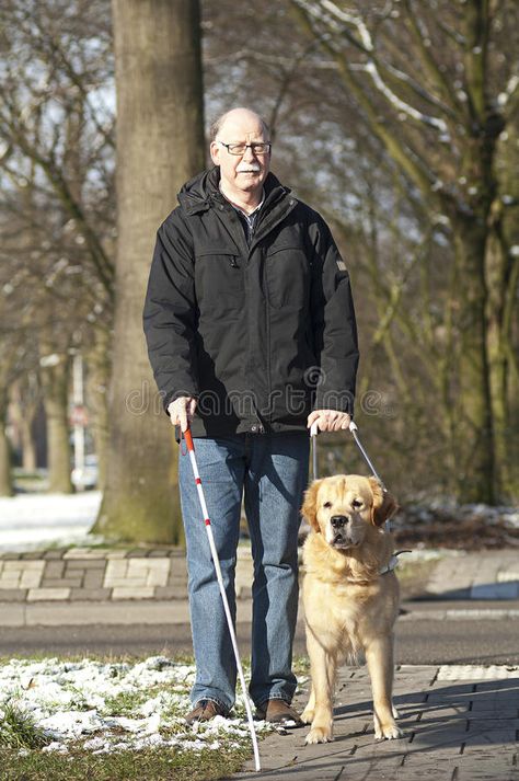 Guide dog is helping a blind man. A guide dog is helping a blind man in traffic #Sponsored , #SPONSORED, #Affiliate, #dog, #guide, #traffic, #helping Jervis Tetch, Animal Photoshoot, Dog Sports, Working Dog, Draw People, Therapy Animals, Kitty Images, Mobility Aids, Guide Dog