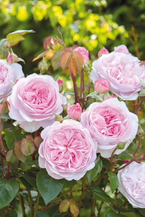 Olivia Rose Austin, What Makes This Rose So Spectacular? | Florissa | Flowers, Roses, Fruits and Veggies Olivia Rose Austin, Austin Rose, Olivia Rose, Types Of Roses, Shrub Roses, David Austin Roses, Growing Roses, David Austin, Soft Rose