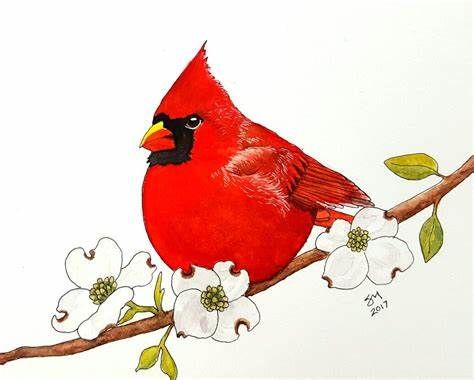 https://tse1.mm.bing.net/th?id=OIP.n5goAjLn-wXtmoRirr6HogHaF8&pid=Api&P=0&w=498&h=400 Cardinal On Dogwood Branch, Dogwood Branch, Dogwood Branches, Needlepoint Belts, Color Painting, Watercolour Tutorials, Watercolor Bird, Rock Painting, Watercolor Illustration