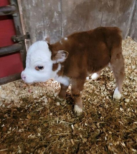 Cute Cows Videos, Mini Hereford, Mini Hereford Cow, Mini Hereford Cattle, Fluffy Cow Video, Miniture Cows, Miniature Baby Cow, Cow Quotes, Miniature Cows