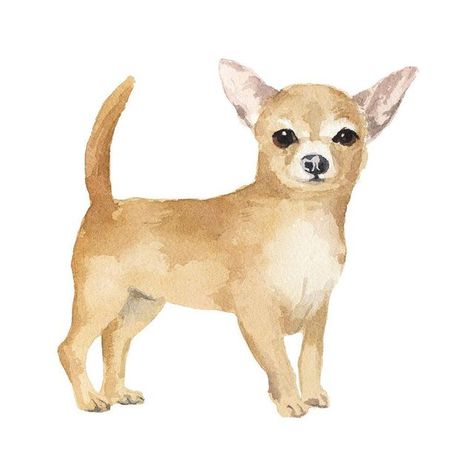 Marcel George on Instagram: "#chihuahua #watercolour #illustration" Chihuahua Watercolor Painting, Chihuahua Doodle, Watercolor Chihuahua, Light Widgets, Cartoon Chihuahua, Chihuahua Illustration, Chihuahua Painting, Chihuahua Drawing, Dog Drawing Simple