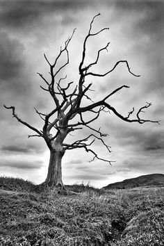 AFTER THE NUCLEAR WINTER BUDS WILL FAIL TO REAPPEAR ON THIS OR ANY OTHER TREE IN THE NORTHERN HEMISPHERE FOR ABOUT 350 YEARS. BUT ENJOY YER DAY YA'LLL!!! AN' GODD BLEUS 'MURCA AN' DONALD TRUUMP!!! Dead Tree Tattoo, Moonlight Tattoo, Tree Tattoo Black, Dead Tree, Bare Tree, Black And White Photograph, Black And White Tree, Orange Aesthetic, Tree Photography