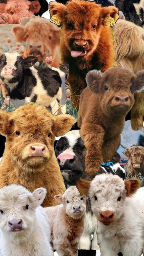 #cows #cowprint #cow Cow Wallpaper, Cute Images For Wallpaper, Scene Wallpaper, Fluffy Cows, Rodeo Horses, Cow Pictures, Horses And Dogs, Cute Cows, Cute Animal Photos