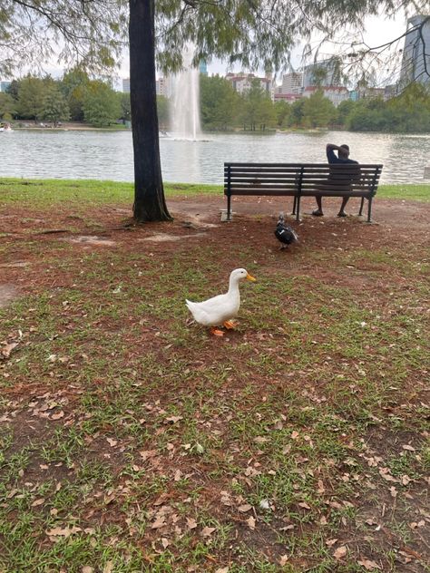 A duck at Hermann Park in Houston, TX in 2023 Hermann Park, Houston Tx, Houston, Quick Saves