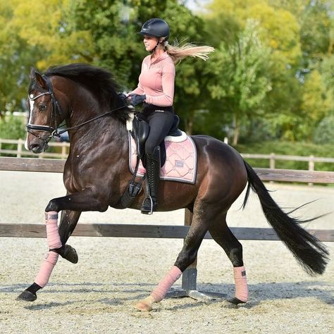 Brown Horses, Horseback Riding Outfits, Show Jumping Horses, Horse Riding Outfit, Equestrian Aesthetic, Horse Riding Clothes, Horse Dressage, Dressage Horses, Horse Equestrian