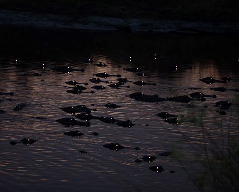 Dark Florida Aesthetic, Southern Landscapes, Swamp Core, Swamp Aesthetic, Cypress Swamp, Outside World, Walk In The Woods, Instagram Captions, Alligator