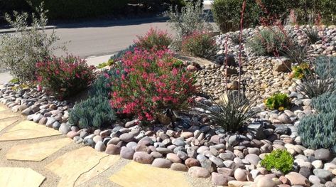 Diverse Garden, Ways To Conserve Water, Rock Yard, Drought Resistant Plants, Dry Creek, Sustainable Garden, Top Soil, Drought Tolerant Plants, Low Maintenance Plants